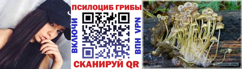 Псилоцибиновые грибы Cubensis  Купить где  Болхов 